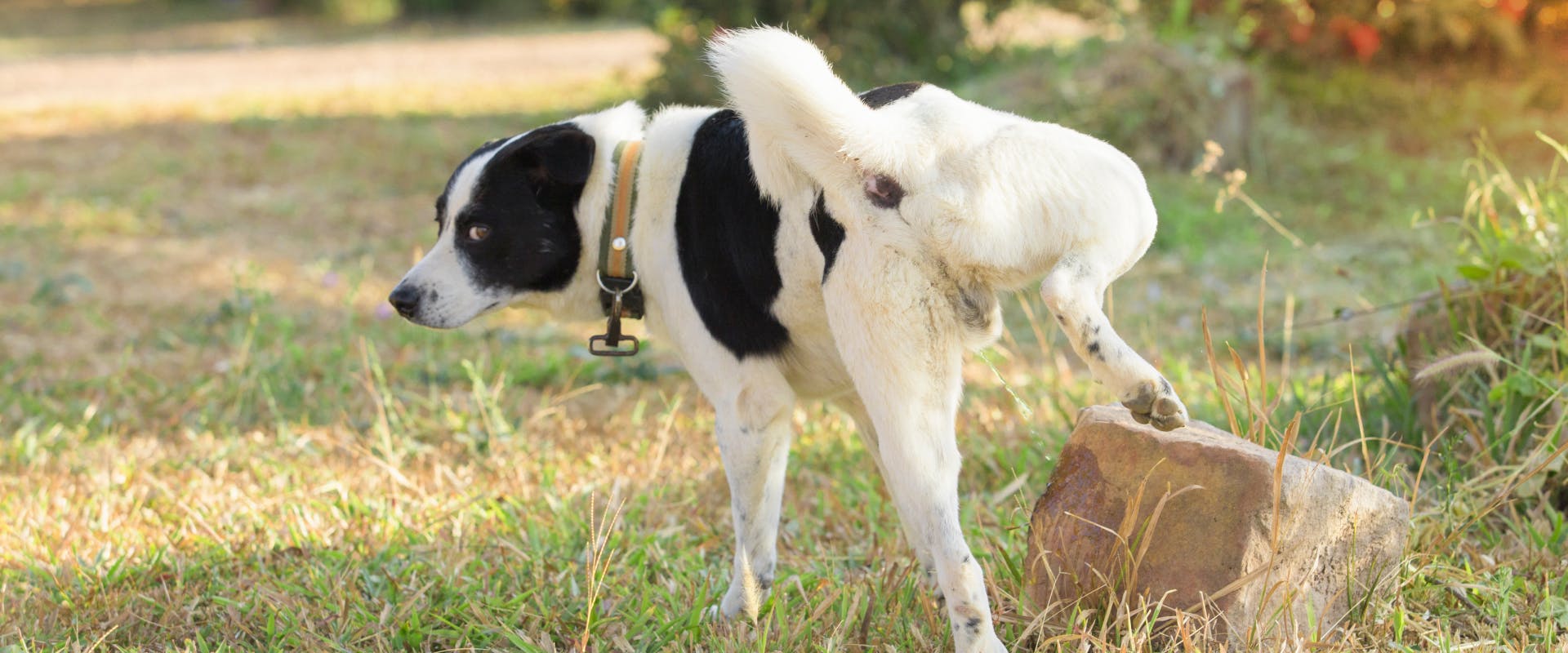 How often should dogs pee TrustedHousesitters